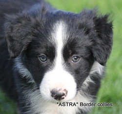 ~Black and white male, Smooth to medium coat, border collie puppy
